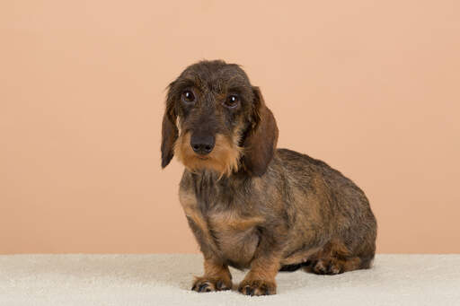 A dachshund showing off it's lovely little beard