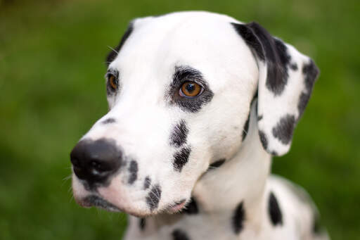 A close up of a dalmatian's incredible, big eyes