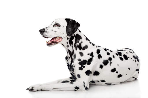 An adult dalmatian with a very typical spot pattern