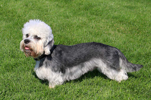 A healthy, young dandie dinmont terrier with a beautiful long body