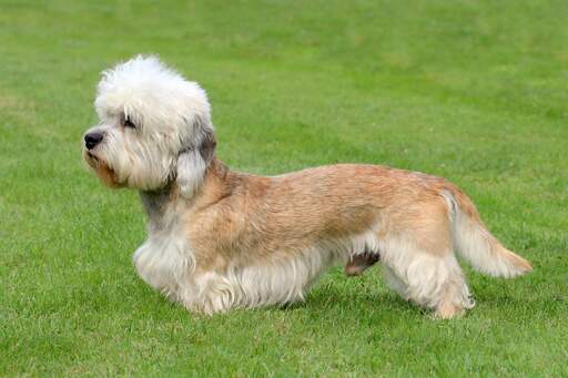 A healthy male dandie dinmont terrier with a lovely long, soft coat