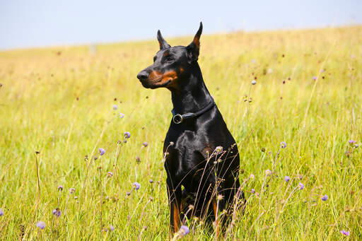 A doberman pinscher sitting very tall, showing off it's incredible dark coat