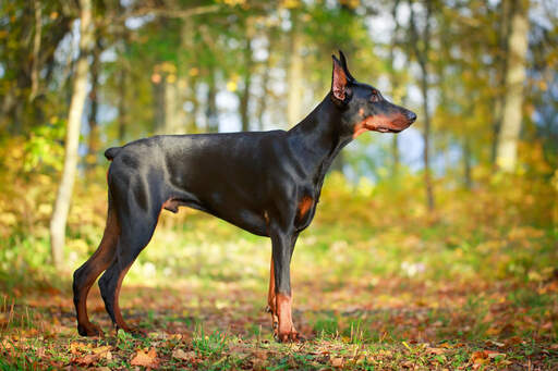 A male doberman pinscher showing off his stubby tail and muscular body