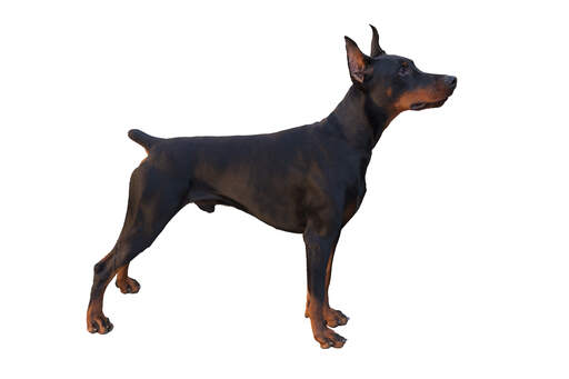 A young doberman pinscher showing off its long legs and stubby tail
