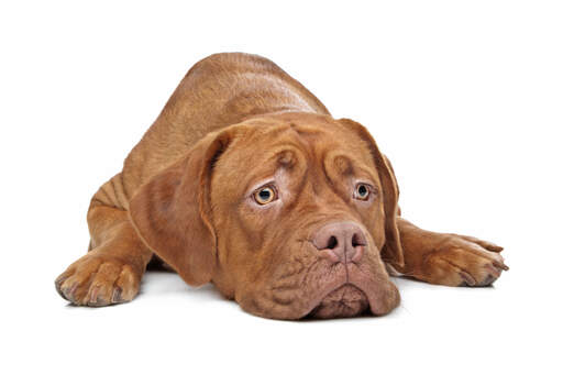 The lovely eyes of a young dogue de bordeaux