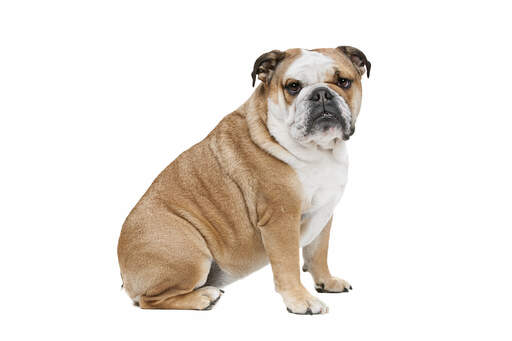 A beautiful adult english bulldog sitting very neatly