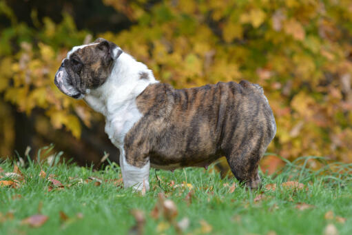 A beautiful female english bulldog showing off it's wonderful, wrinkly coat