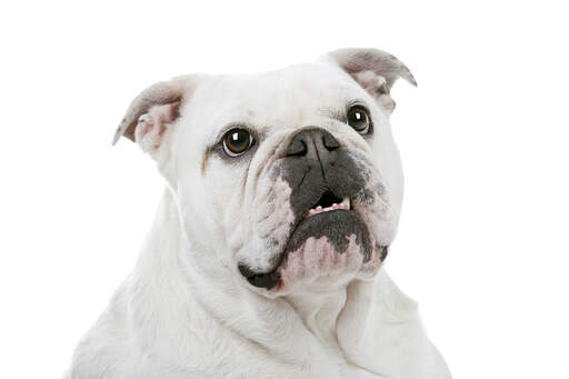 A close up of a white english bulldog squashed up nose