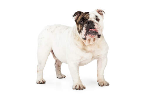 A lovely little english bulldog showing off it's muscular physique