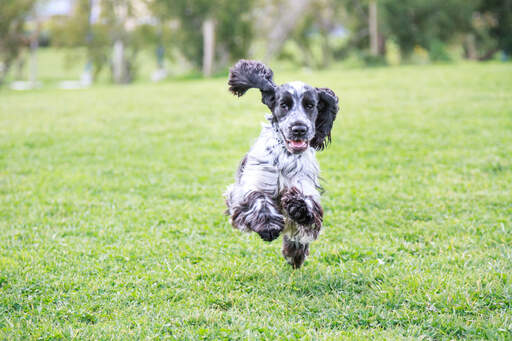 A beautiful, black and white english cocker spaniel running flat out