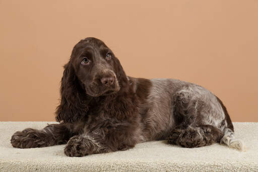 English Cocker Spaniel