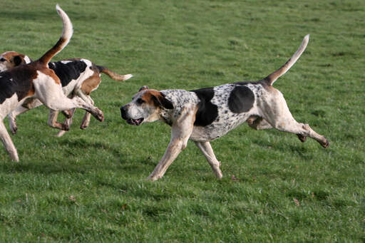 A great big english foxhound with it's muscular body and amazing scent