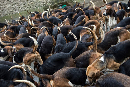 A pack of english foxhounds