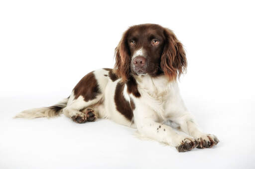 A beautiful english springer spaniel puppy with a very soft coat