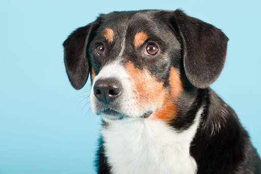 A close up of a entlebucher mountain dog's beautiful short coat