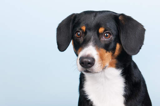 A close up of a young entlebucher mountain dog's incredible beady eyes