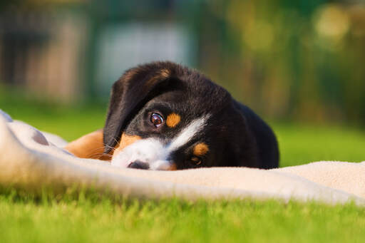 A wonderful little entlebucher mountain dog puppy lying on the grass