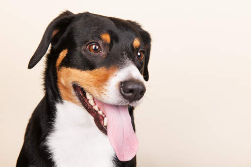 An adult entlebucher mountain dog waiting for some attention