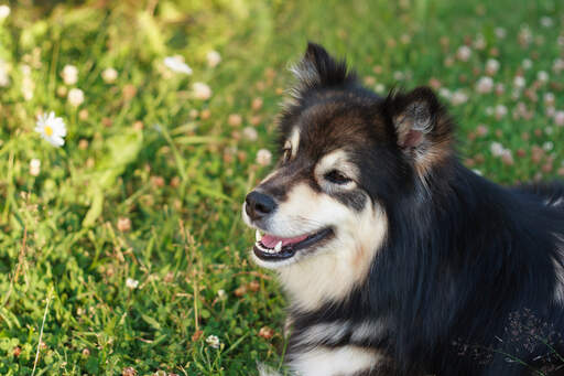 A close up of a finnish lapphund's wonderful pointed ears