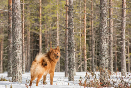 A finnish spitz showing off it's incredible tail