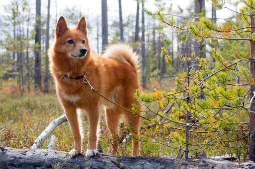 A finnish spitz standing tall on a fallen tree