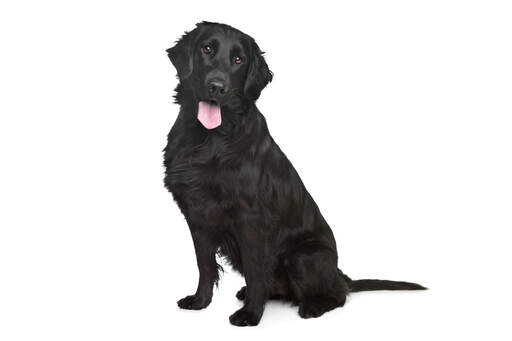 A beautiful black flat coated retriever with a lovely thick coat