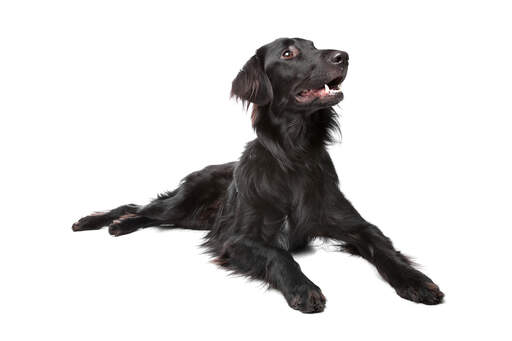 A healthy, young flat coated retriever with a lovely long coat