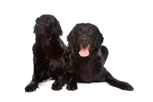 Two very comfortable flat coated retrievers enjoying the floor