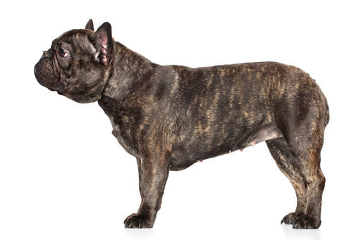 A healthy french bulldog with a lovely thick, short coat