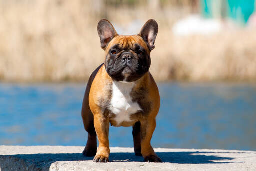 A healthy adult french bulldog with a short, stocky body and upright ears