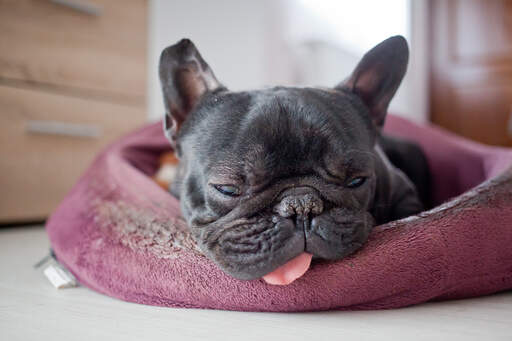 A very tired french bulldog getting some deserved rest in it's bed