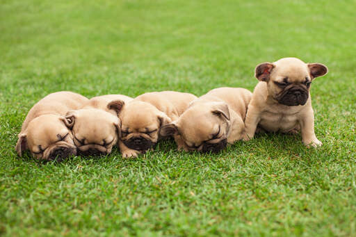 Five beautiful little french bulldog puppies lying together on the grass