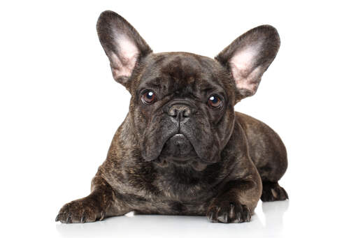 The lovely scrunched up face and tall, sharp ears of a young french bulldog