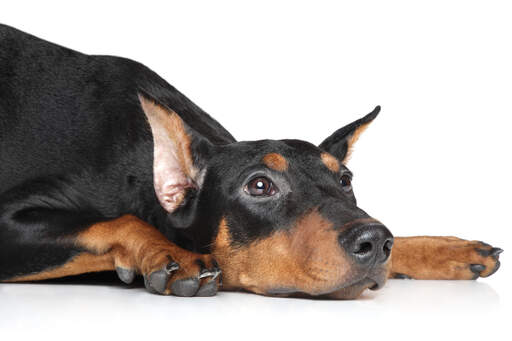 A tired german pinscher having a rest