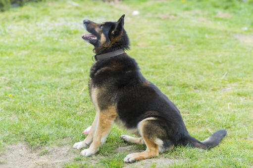 A german shepherd sitting patiently, waiting for a set of commands