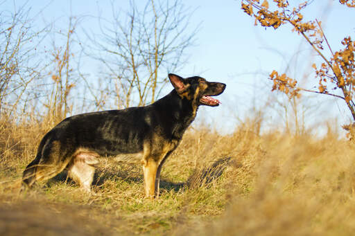 are german shepard dogs good with chickens