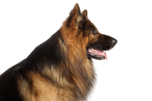 An adult german shepherd with a long, black and fox