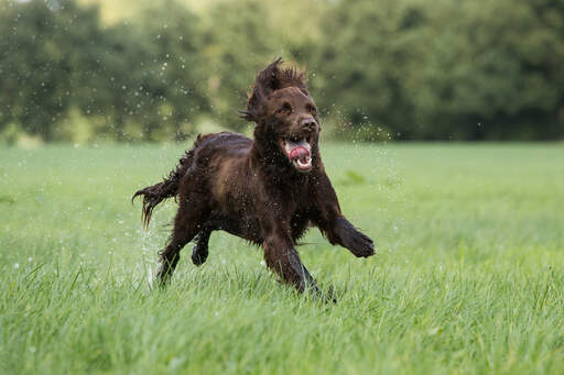 A wet german longhaired pointer charging through the countryside