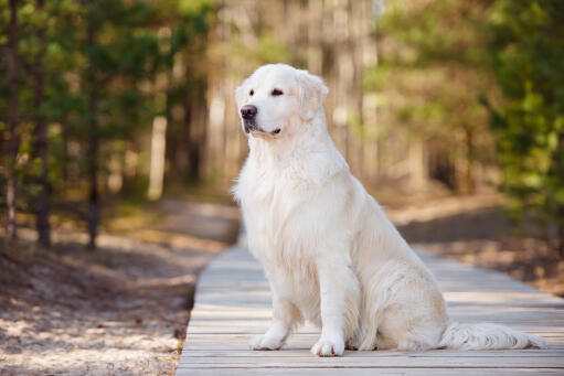 A beautiful Golden retriever sitting neatly, showing off it's lovely coat