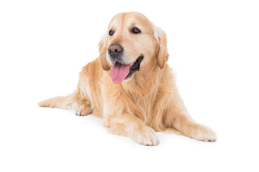 A mature Golden retriever with a lovely, well groomed coat