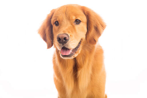 A young Golden retriever puppy with a lovely soft coat