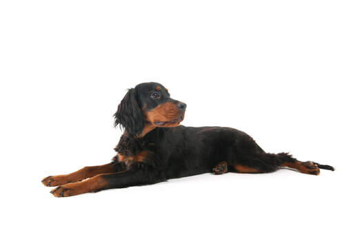 A beautiful young Gordon setter puppy spreading it's back legs