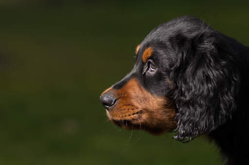 A close up of a Gordon setter puppy's beautiful eyes and soft ears