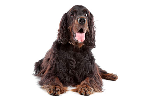 An adult Gordon setter with a long thick coat and floppy ears