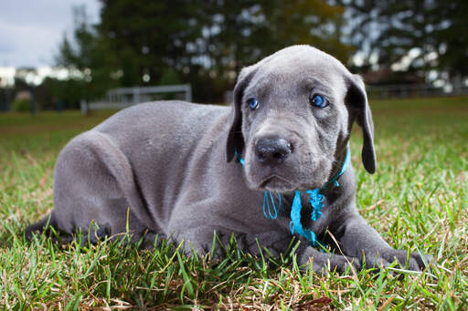 A beautiful little great dane puppy resting on the grass