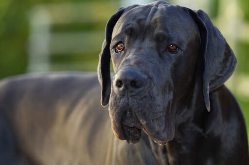 Great Dane Dogs Dog Breeds