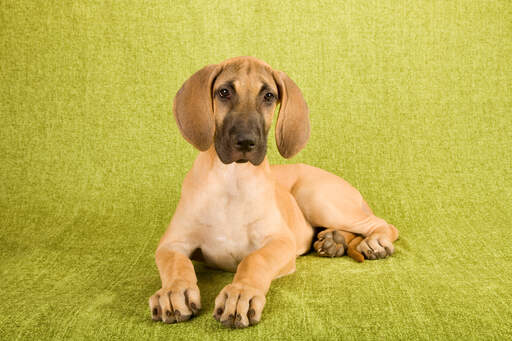 A healthy, young great dane pup with wonderful big paws