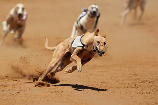 A strong, adult greyhound sprinting round a sharp corner