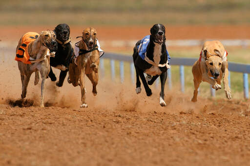 Five racing greyhounds running at full pace