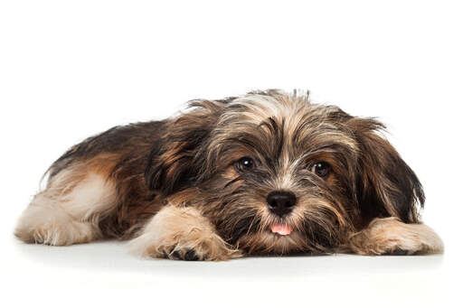 A cute little havanese puppy with his tongue out